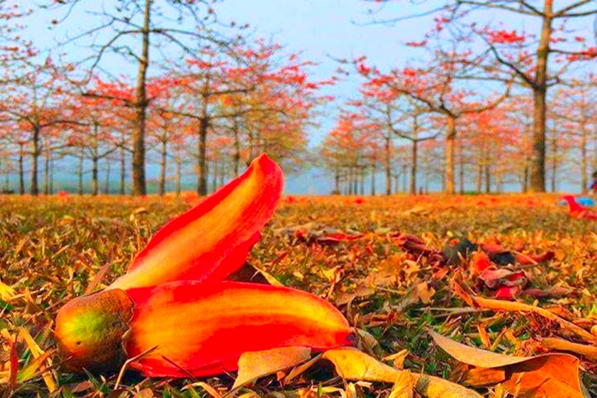 নওরোজ : আসে বসন্ত ফুল ও মনে